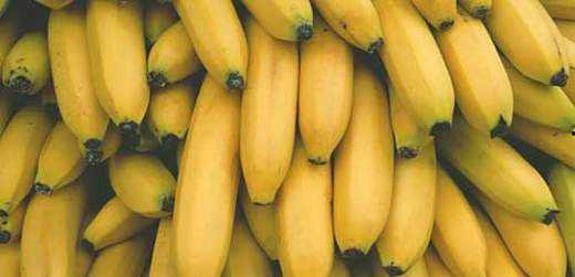 国产香蕉网,探索中国香蕉产业的魅力与未来 第2张 国产香蕉网,探索中国香蕉产业的魅力与未来 第2张