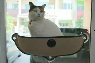 娱乐吃瓜酱改造猫窝,萌宠新居，趣味升级！